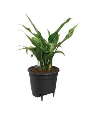 Self-watering Insert Pot à fleurs 33 - Noir Ø 33 x 31 cm 