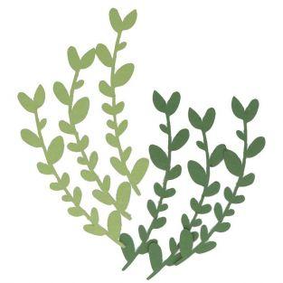 6 paper sheets - Alpine sage