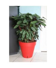 Pot de fleurs Loft avec réserve d'eau - Rond Ø 50 x 46 cm - Rouge