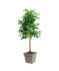 Pot de fleur carré - 39 x 39 x 39 cm - 38 L - Taupe