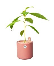Pot De Fleurs Rond AMAZING AVOCADO - Plastique - Ø 16 - Terra Caramel