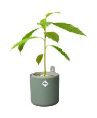 AMAZING AVOCADO Runder Blumentopf – Kunststoff – Ø 16 – Blattgrün
