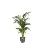Pot de fleurs Brussels Rond 30 anthracite