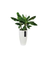 Pure Soft Round Hig 30 blanc