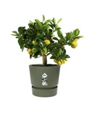 Runder Blumentopf 30 – Außen-Ø 29,5 x 27,8 cm – Blattgrün
