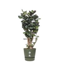 Runder Blumentopf 40 – Außen-Ø 39 x 36,8 cm – Blattgrün