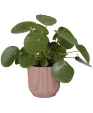 Pot De Fleurs Rond VIBES - Plastique - Ø 22 - Rose poudré