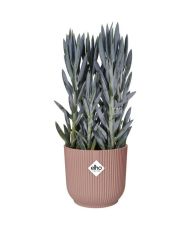 VIBES Runder Blumentopf – Kunststoff – Ø 22 – Puderrosa