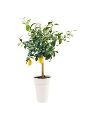 Hohe Vase Ø 46 x 65 cm – 67 L – Weiß