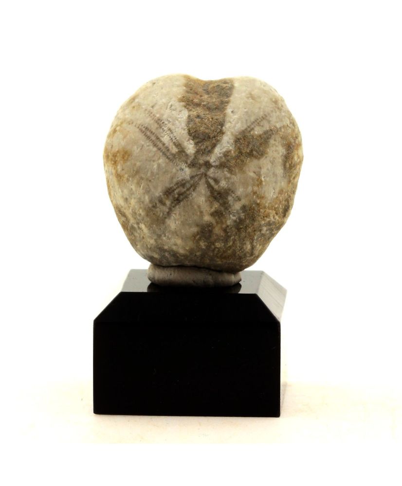 Oursin Fossile Toxaster 142.7 carats Oursin Fossile Toxaster 142.7 carats