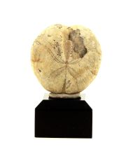 Oursin Fossile Toxaster 147.7 carats
