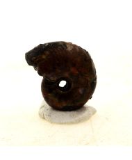 Ammonit Perlmuttfossil Beudanticeras Pyritisiert 9,0 Karat