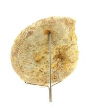 Bajocisphinctes fossil 1167.60 carats