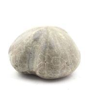 Oursin Fossile, Toxaster Amplus 129.40 carats