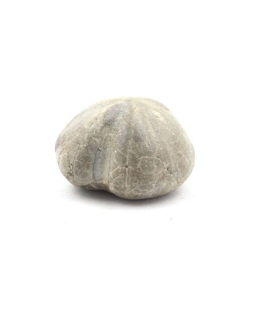 Oursin Fossile, Toxaster Amplus 129.40 carats Oursin Fossile, Toxaster Amplus 129.40 carats