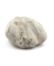 Fossil Sea Urchin, Toxaster Amplus 102.80 carats
