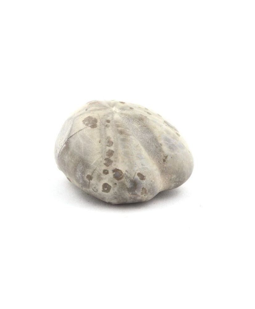 Oursin Fossile, Toxaster Amplus 102.80 carats Oursin Fossile, Toxaster Amplus 102.80 carats