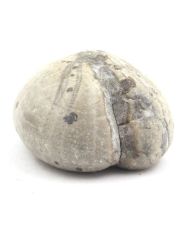 Fossil Sea Urchin, Toxaster Amplus 127.15 carats