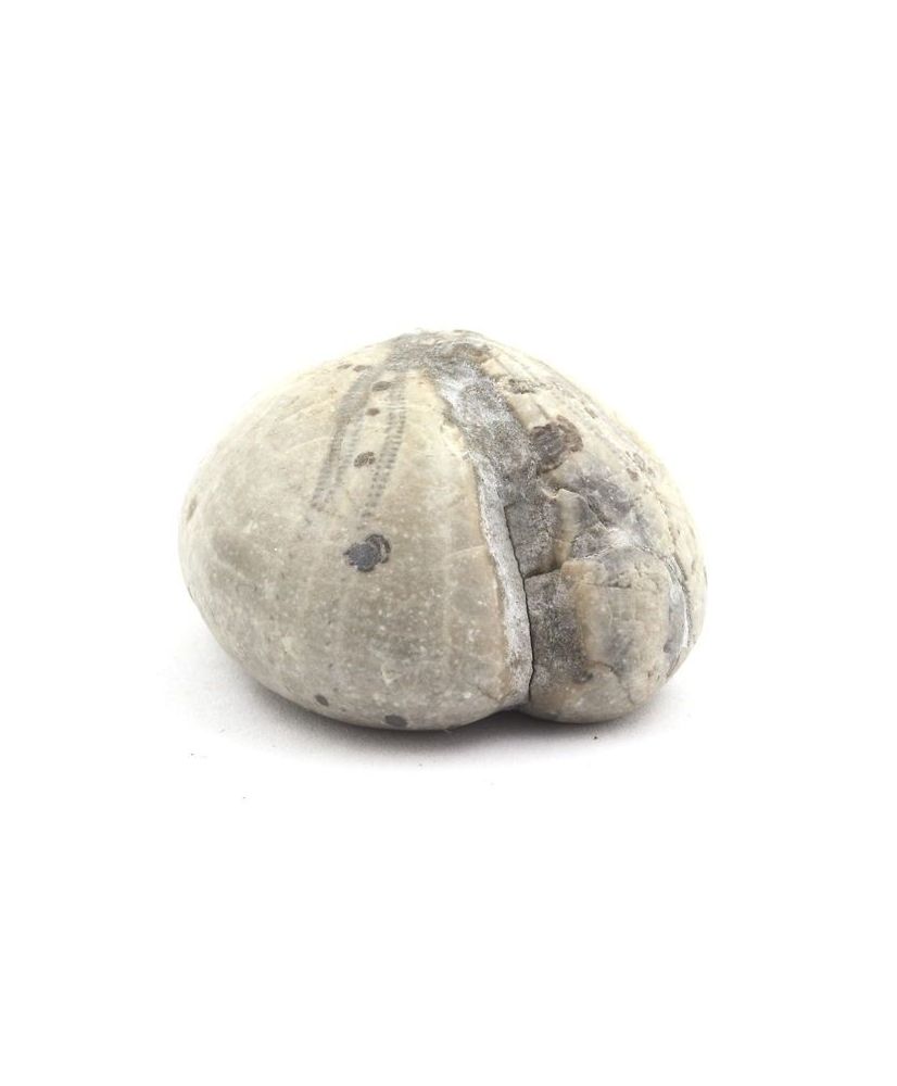 Fossil Sea Urchin, Toxaster Amplus 127.15 carats Fossil Sea Urchin, Toxaster Amplus 127.15 carats