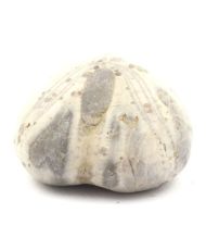 Fossil Sea Urchin, Toxaster Amplus 199.0 carats