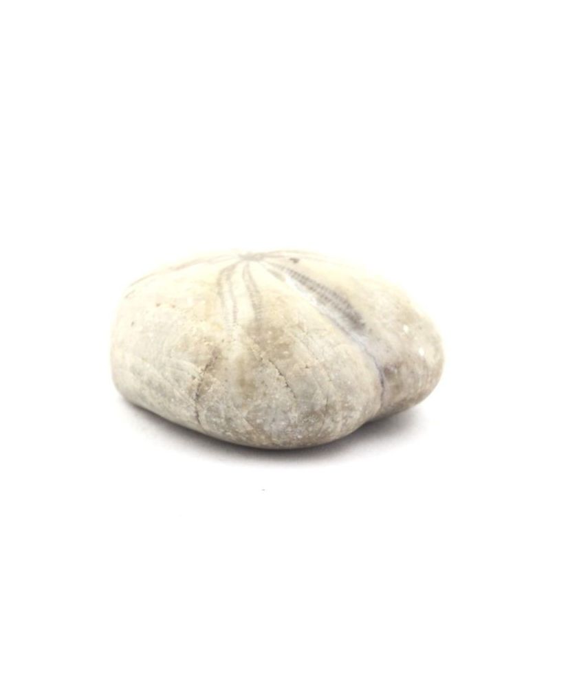 Fossil Sea Urchin, Toxaster Amplus 118.50 carats Fossil Sea Urchin, Toxaster Amplus 118.50 carats