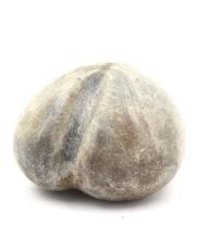 Fossil Sea Urchin, Toxaster Amplus 159.75 carats