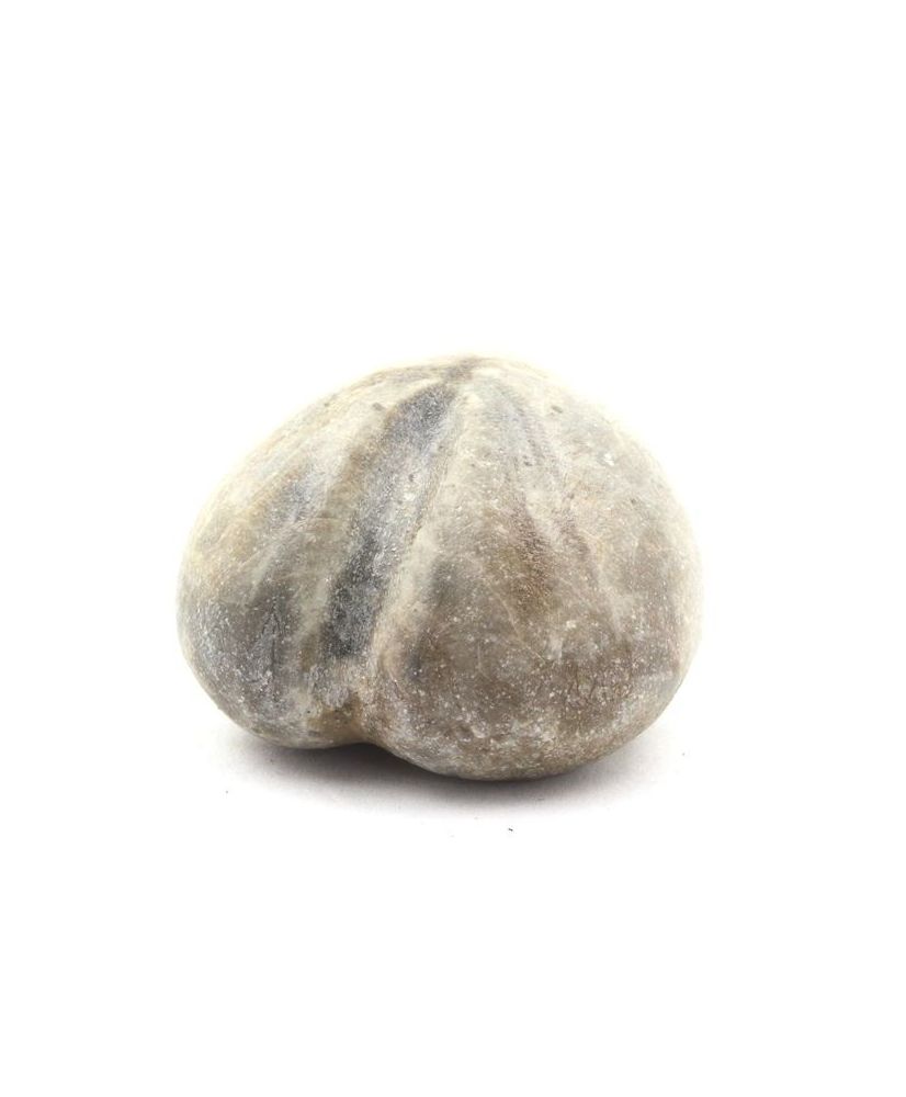 Oursin Fossile, Toxaster Amplus 159.75 carats Oursin Fossile, Toxaster Amplus 159.75 carats