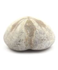 Fossil Sea Urchin, Toxaster Amplus 206.05 carats