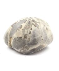 Oursin Fossile, Toxaster Amplus 145.30 carats