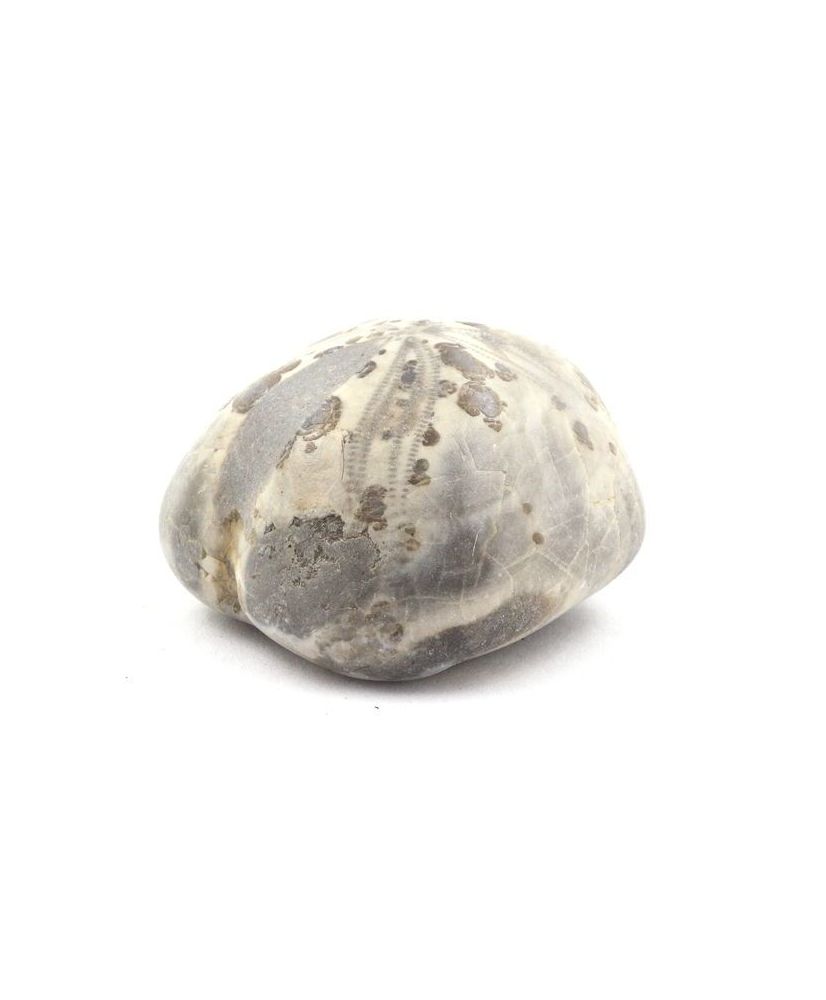 Oursin Fossile, Toxaster Amplus 145.30 carats Oursin Fossile, Toxaster Amplus 145.30 carats