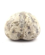 Oursin Fossile, Toxaster Amplus 159.10 carats