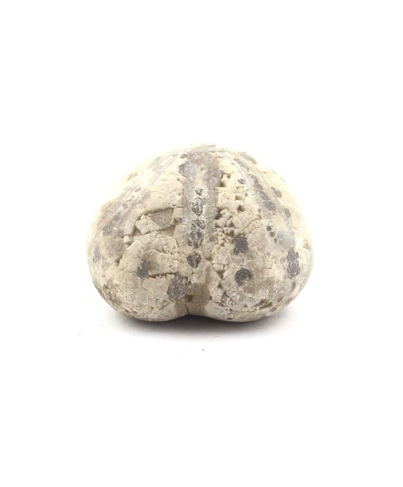 Fossiler Seeigel, Toxaster Amplus 159,10 Karat