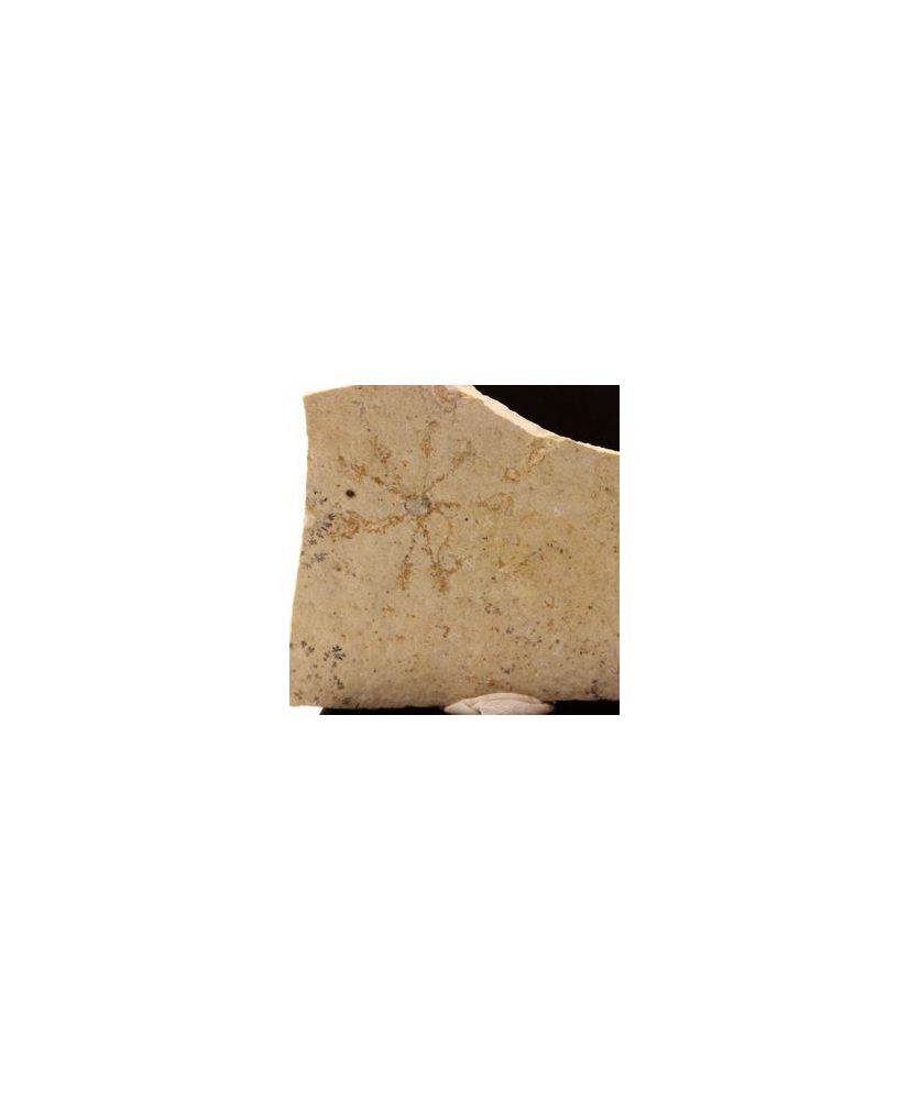 Comatula pectinata (fossil) 153.1 carats