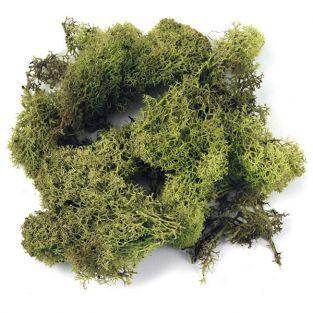  Iceland moss, green light 