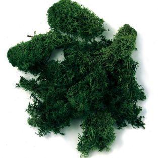  Mousse d'Islande, vert foncé 