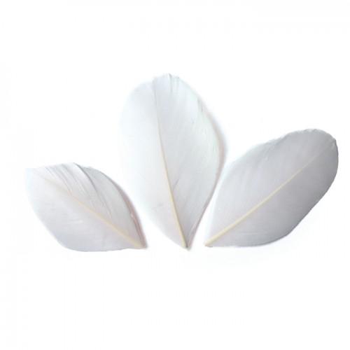 50 plumes coupées - Blanc 6 cm 50 plumes coupées - Blanc 6 cm