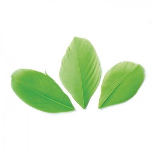 50 plumes coupées - Vert 6 cm 50 plumes coupées - Vert 6 cm