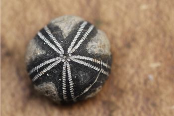Animaux fossilisés