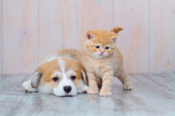 Pet accessories