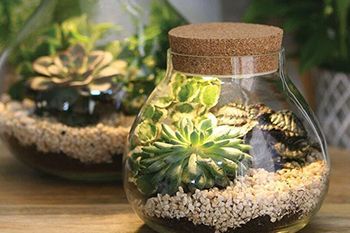 Terrari