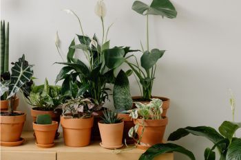 Artificial plants